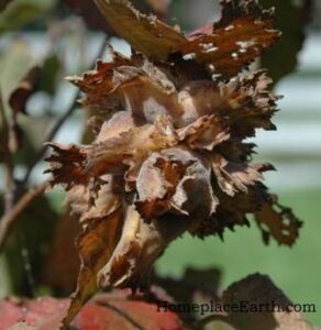 Hazelnuts (Filberts) In My Garden Image